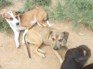 Cachorro raça SRD-ViraLata idade 1 ano nome Jhonny(bco/marrom) e jamylle