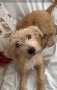 Zoe