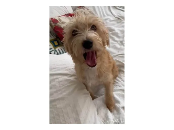Cachorro ra a SRD-ViraLata idade 7 a 11 meses nome Zoe