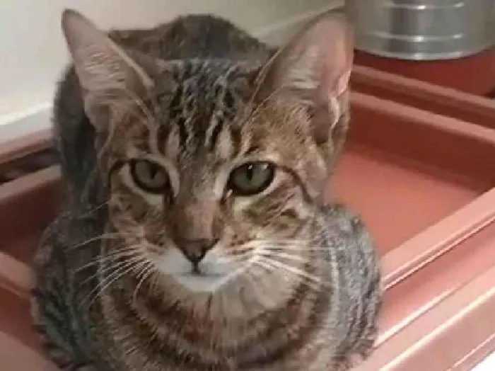 Gato ra a srd tigradinho idade 7 a 11 meses nome NICK