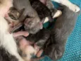 Sao 5 gatos