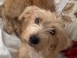Cachorro raça SRD-ViraLata idade 7 a 11 meses nome Zoe