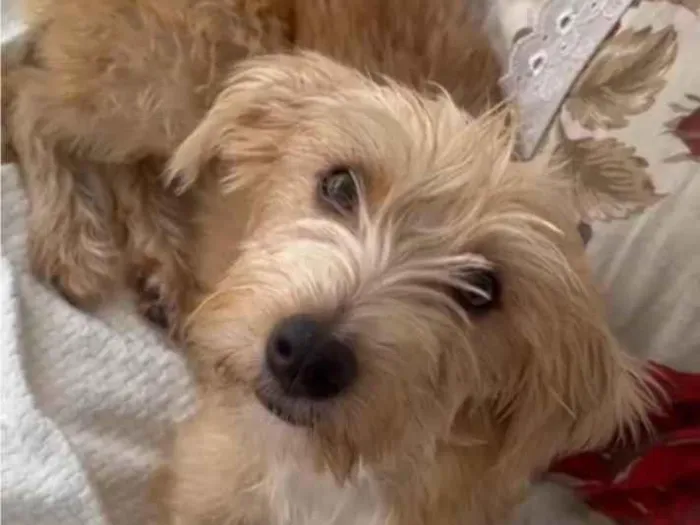 Cachorro ra a SRD-ViraLata idade 7 a 11 meses nome Zoe