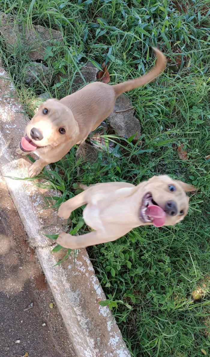 Cachorro ra a SRD-ViraLata idade Abaixo de 2 meses nome Nik e Hulk