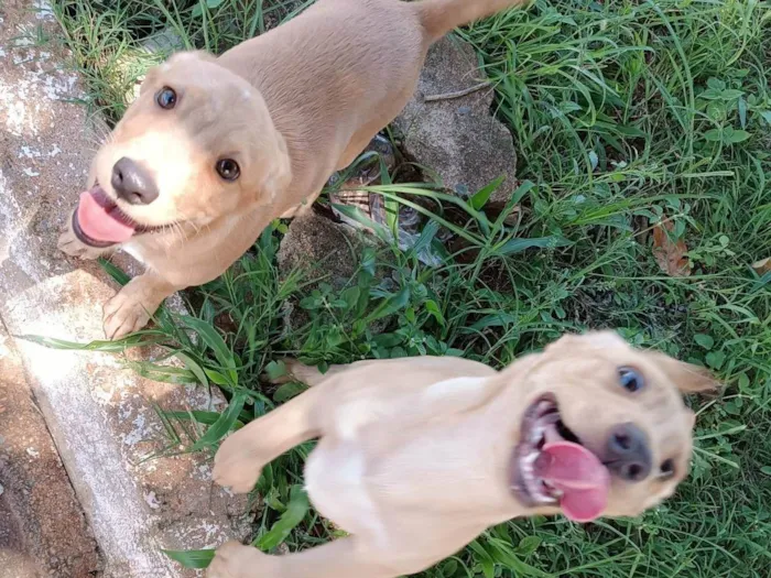 Cachorro ra a SRD-ViraLata idade Abaixo de 2 meses nome Nik e Hulk