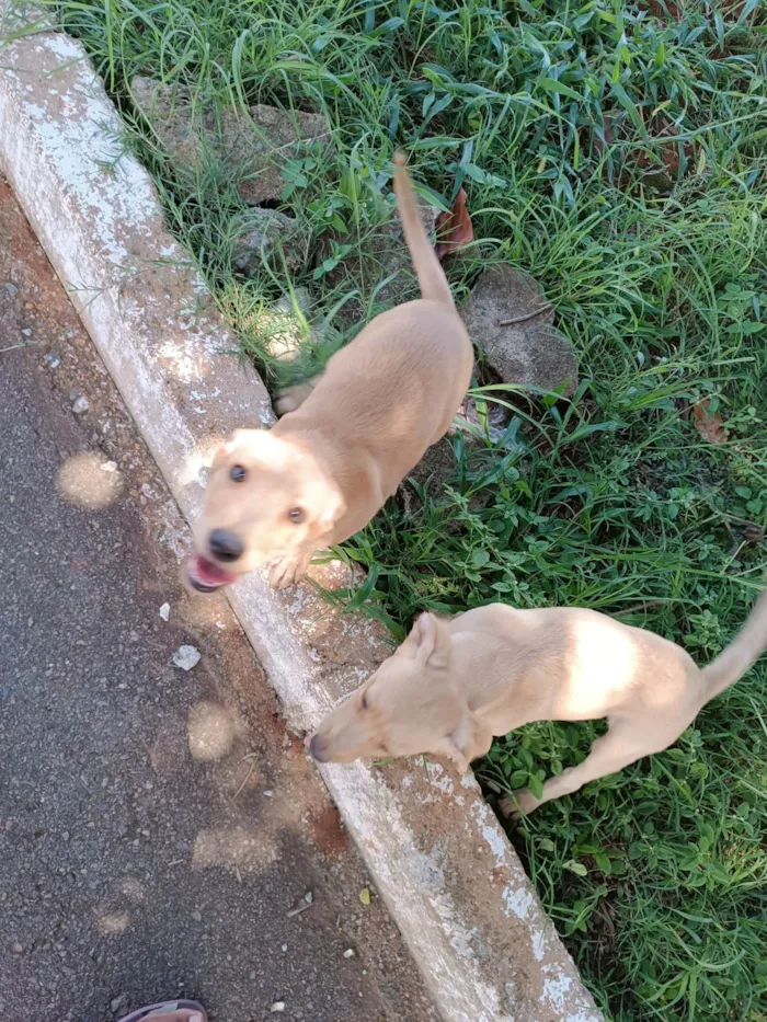 Cachorro ra a SRD-ViraLata idade Abaixo de 2 meses nome Nik e Hulk