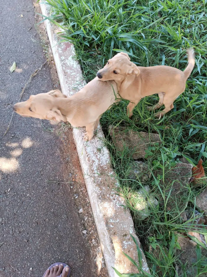 Cachorro ra a SRD-ViraLata idade Abaixo de 2 meses nome Nik e Hulk