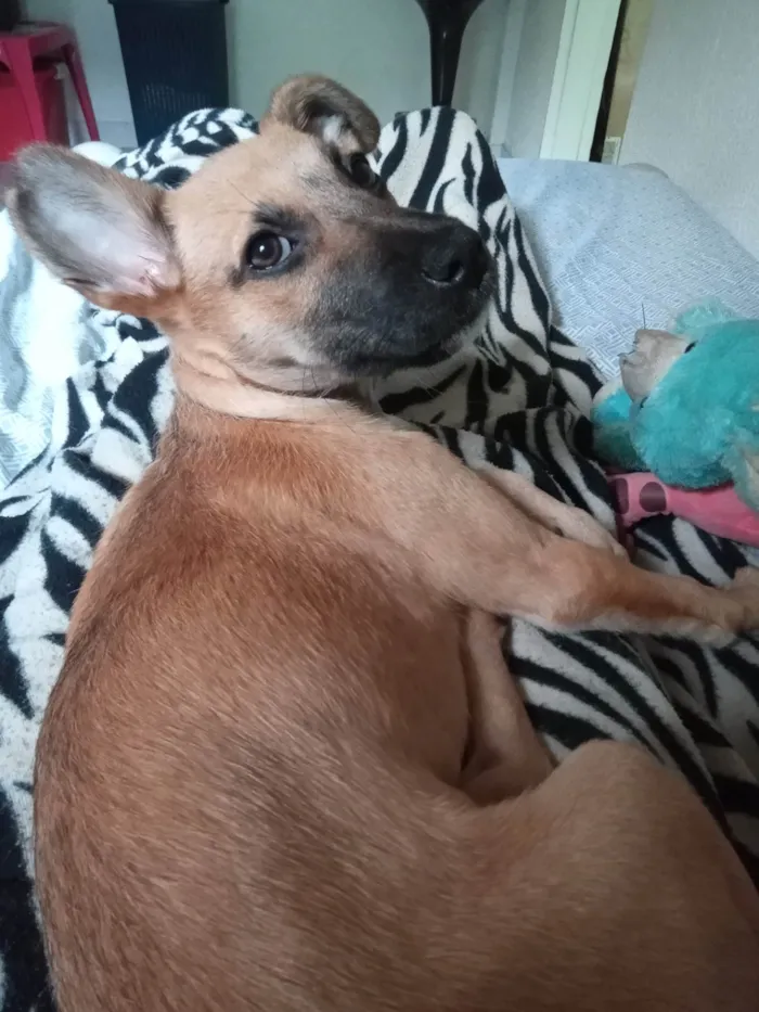 Cachorro ra a SRD-ViraLata idade 2 a 6 meses nome Alice 