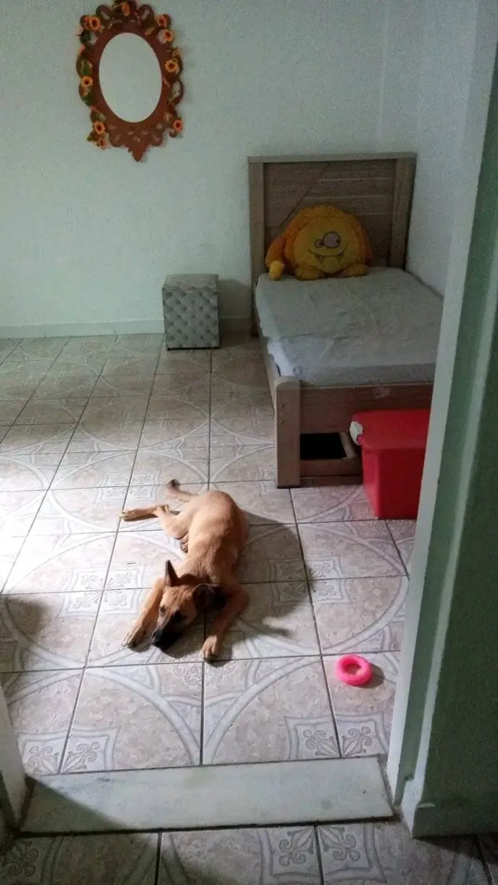 Cachorro ra a SRD-ViraLata idade 2 a 6 meses nome Alice 