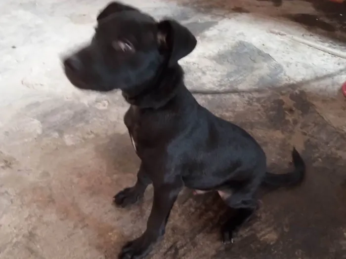 Cachorro ra a Não sei idade 2 a 6 meses nome Bob