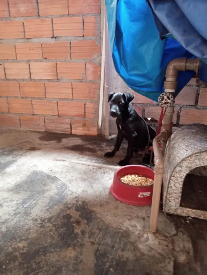 Cachorro ra a Não sei idade 2 a 6 meses nome Bob