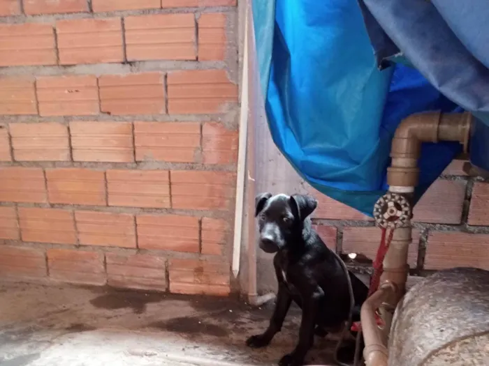 Cachorro ra a Não sei idade 2 a 6 meses nome Bob