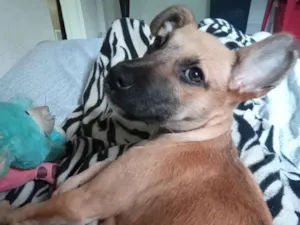 Cachorro raça SRD-ViraLata idade 2 a 6 meses nome Alice 