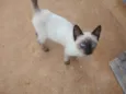 Gatinha