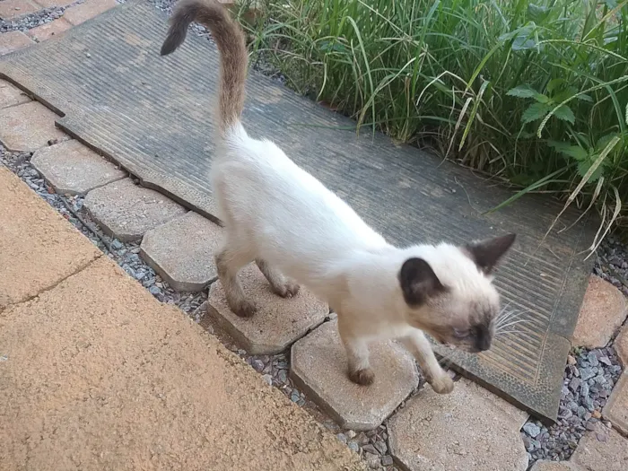 Gato ra a siamesa idade Abaixo de 2 meses nome Gatinha 