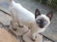 Gatinha