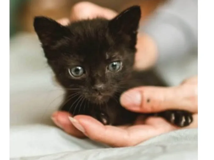 Gato ra a SRD-ViraLata idade Abaixo de 2 meses nome Zaion