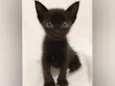 Zaion