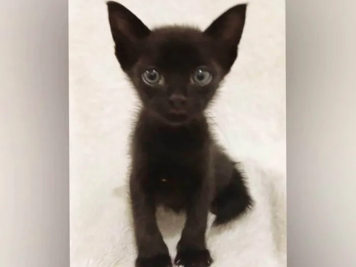 Gato ra a SRD-ViraLata idade Abaixo de 2 meses nome Zaion