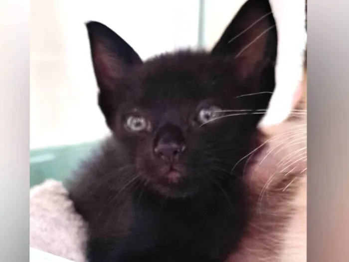 Gato ra a SRD-ViraLata idade Abaixo de 2 meses nome Zaion