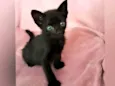 Zaion