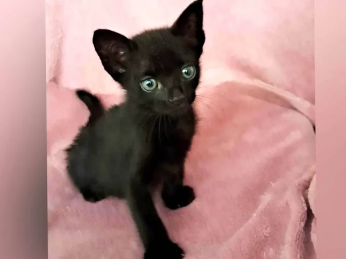 Gato ra a SRD-ViraLata idade Abaixo de 2 meses nome Zaion