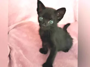 Gato raça SRD-ViraLata idade Abaixo de 2 meses nome Zaion