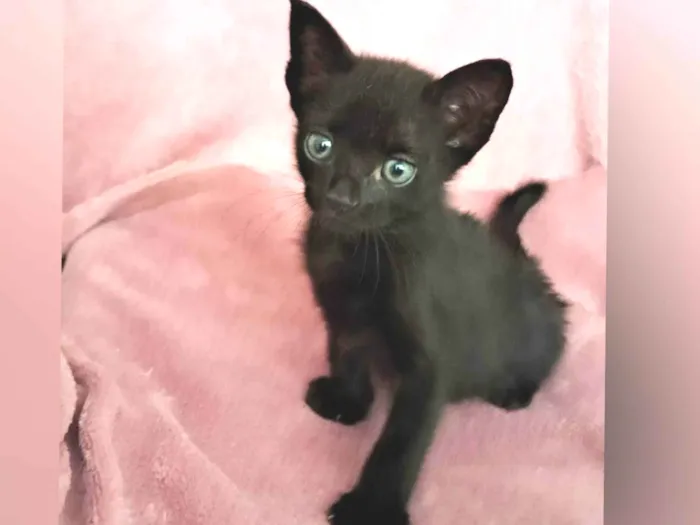 Gato ra a SRD-ViraLata idade Abaixo de 2 meses nome Zaion