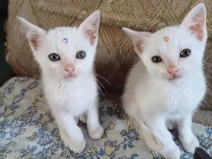 Gato raça SRD-ViraLata idade Abaixo de 2 meses nome Bebês brancos adote
