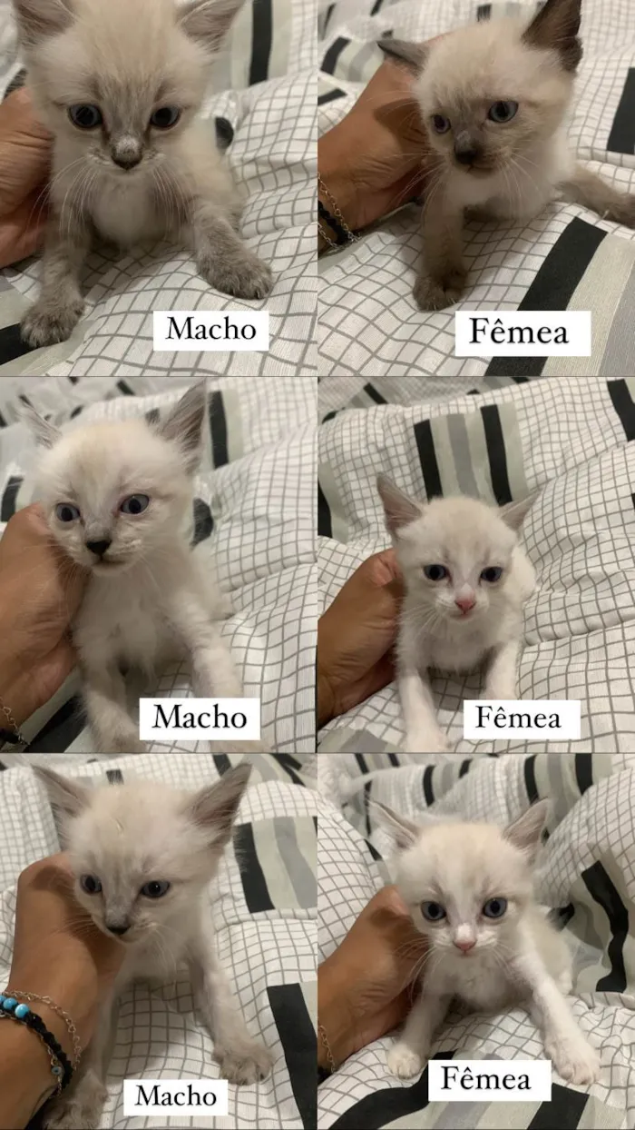 Gato ra a SRD-ViraLata idade Abaixo de 2 meses nome .