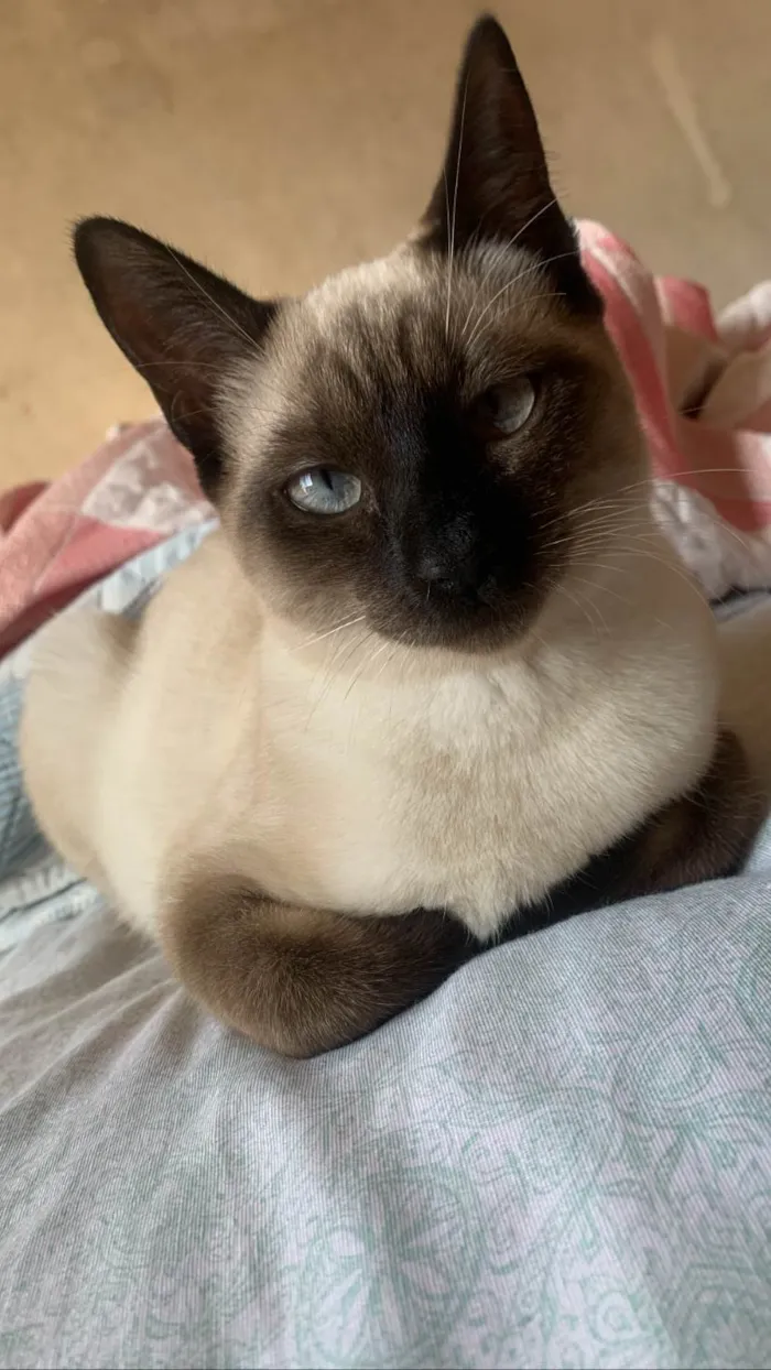 Gato ra a Siames idade 2 a 6 meses nome Geiza