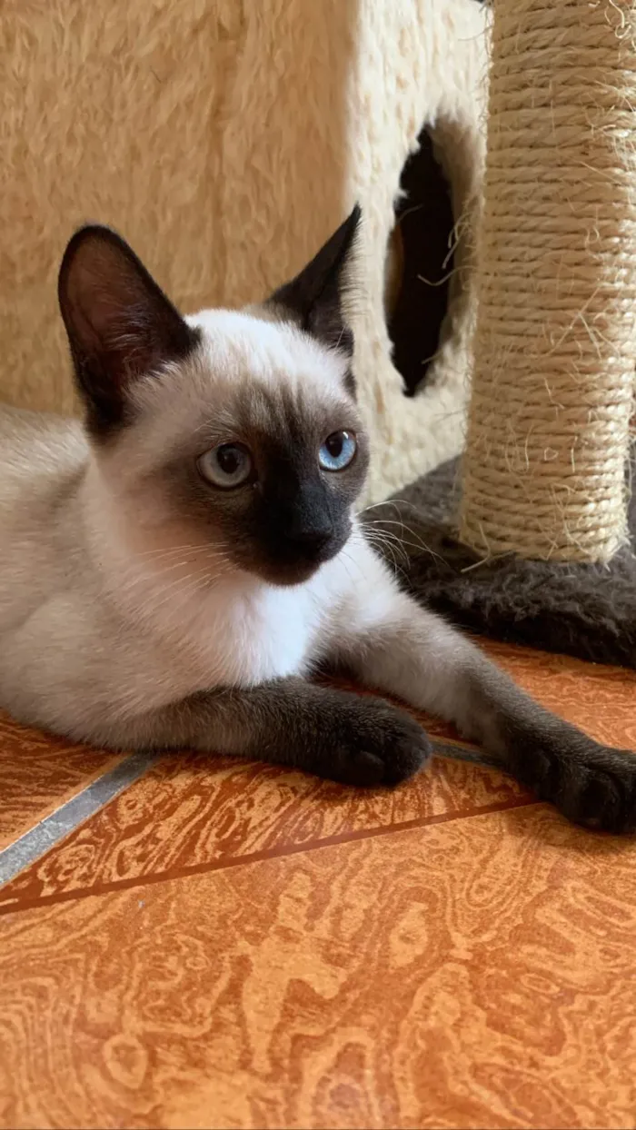 Gato ra a Siames idade 2 a 6 meses nome Geiza