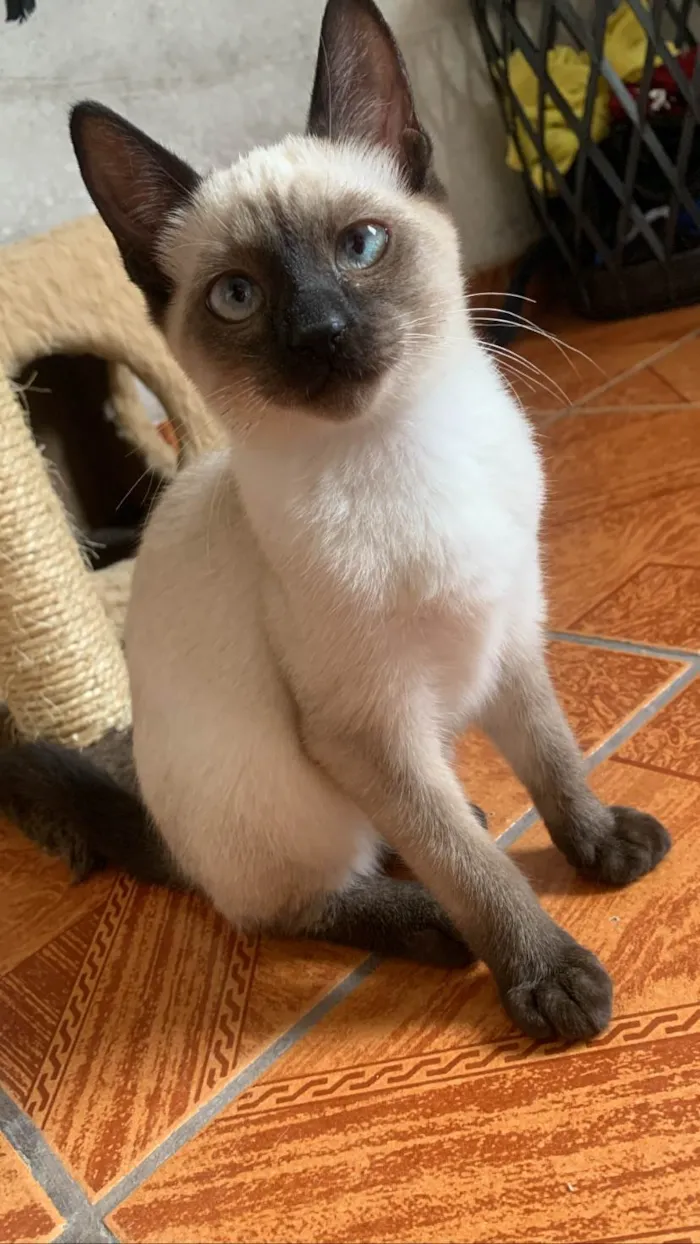 Gato ra a Siames idade 2 a 6 meses nome Geiza