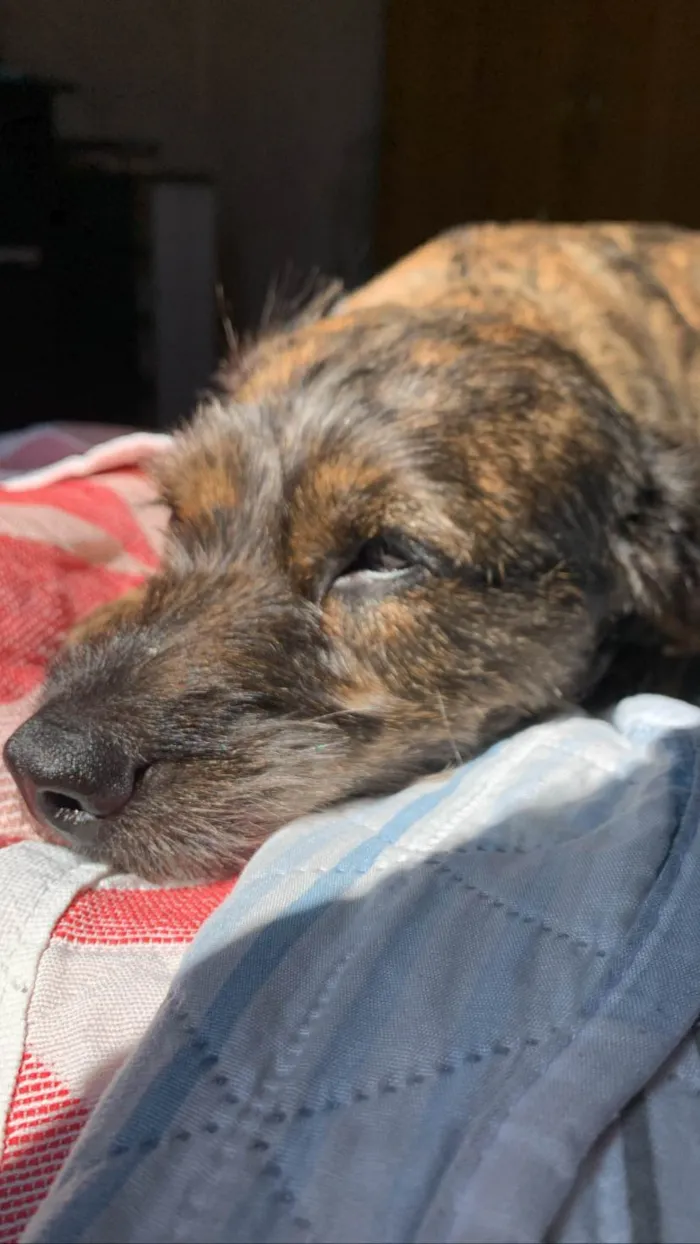 Cachorro ra a SRD-ViraLata idade 1 ano nome Princesa