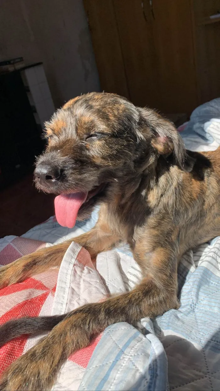 Cachorro ra a SRD-ViraLata idade 1 ano nome Princesa