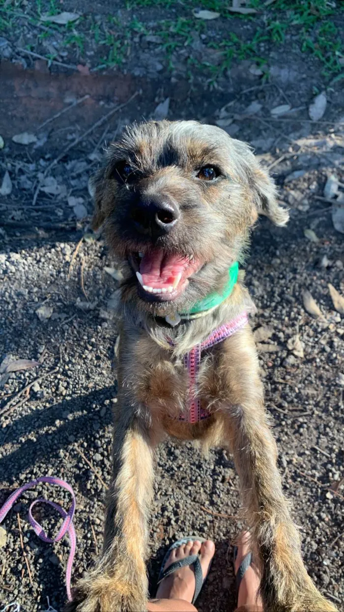 Cachorro ra a SRD-ViraLata idade 1 ano nome Princesa