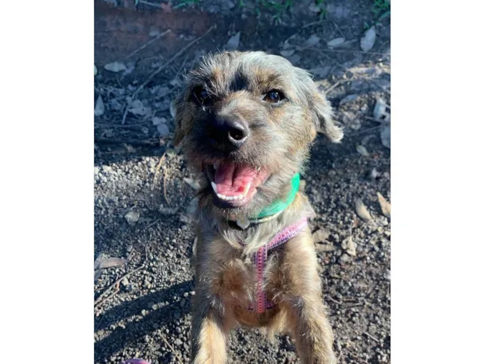 Cachorro ra a SRD-ViraLata idade 1 ano nome Princesa