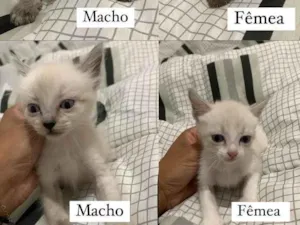 Gato raça SRD-ViraLata idade Abaixo de 2 meses nome .