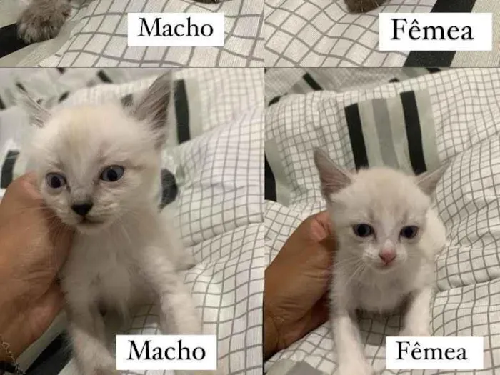 Gato ra a SRD-ViraLata idade Abaixo de 2 meses nome .