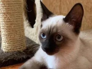 Gato raça Siames idade 2 a 6 meses nome Geiza