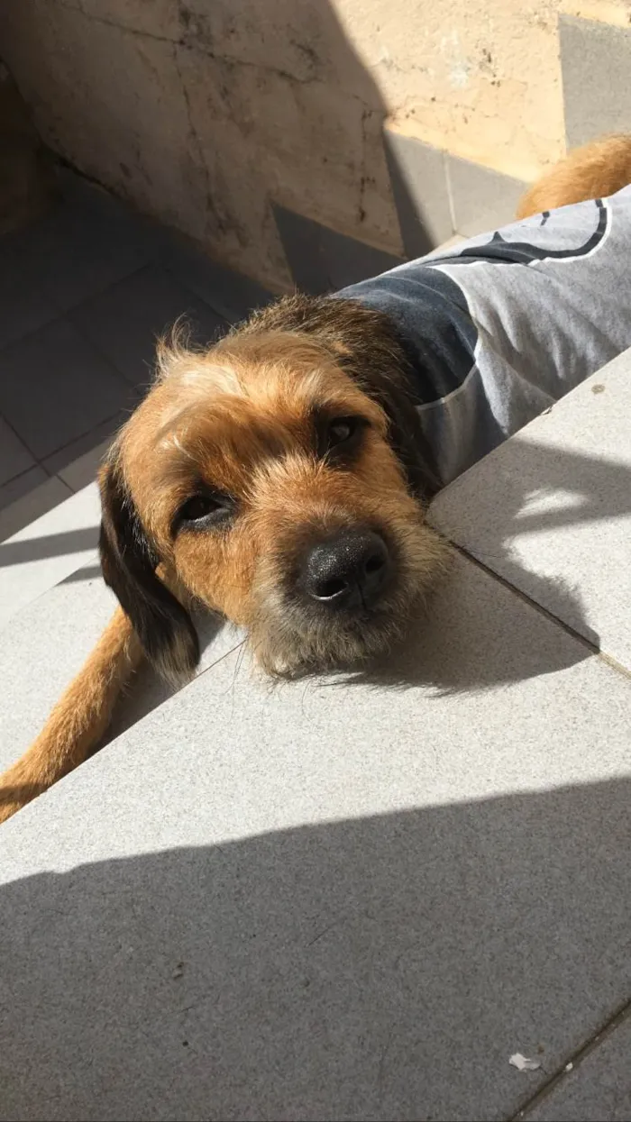 Cachorro ra a SRD-ViraLata idade 1 ano nome Max