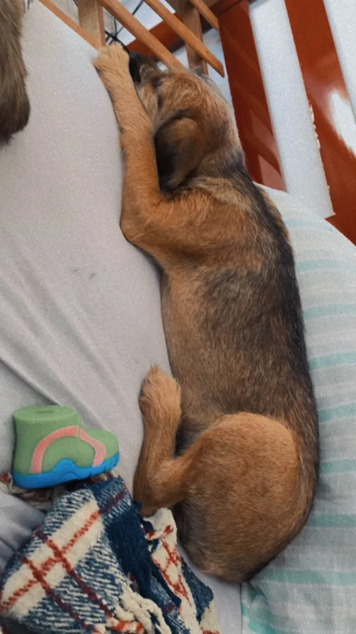 Cachorro ra a SRD-ViraLata idade 1 ano nome Max