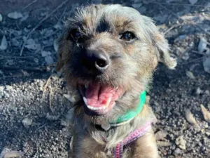 Cachorro raça SRD-ViraLata idade 1 ano nome Princesa