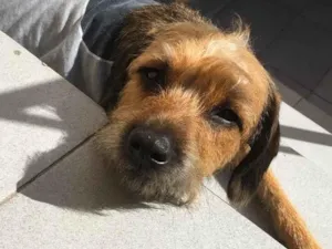 Cachorro raça SRD-ViraLata idade 1 ano nome Max
