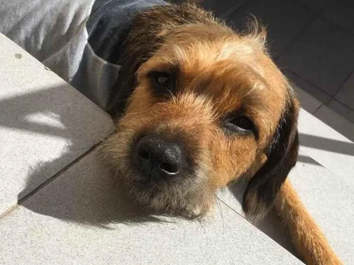 Cachorro ra a SRD-ViraLata idade 1 ano nome Max