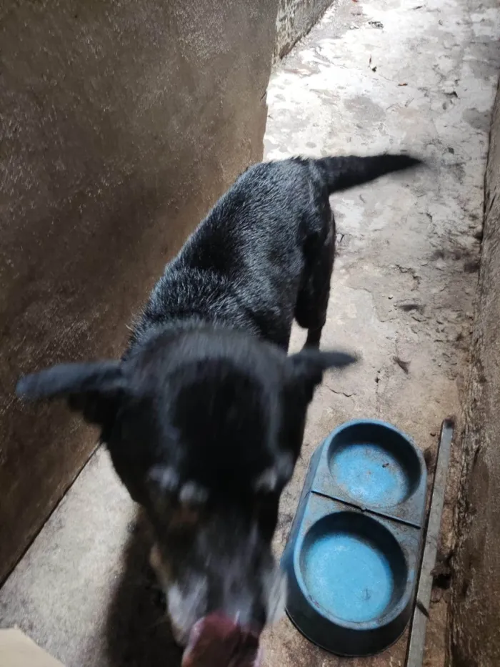 Cachorro ra a SRD-ViraLata idade 6 ou mais anos nome Tandara