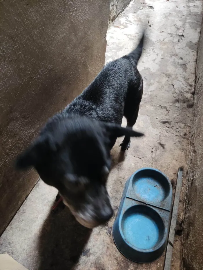 Cachorro ra a SRD-ViraLata idade 6 ou mais anos nome Tandara