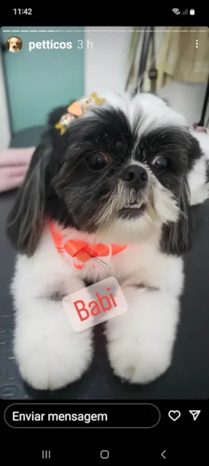 Cachorro raça Shitzu  idade 6 ou mais anos nome Baby