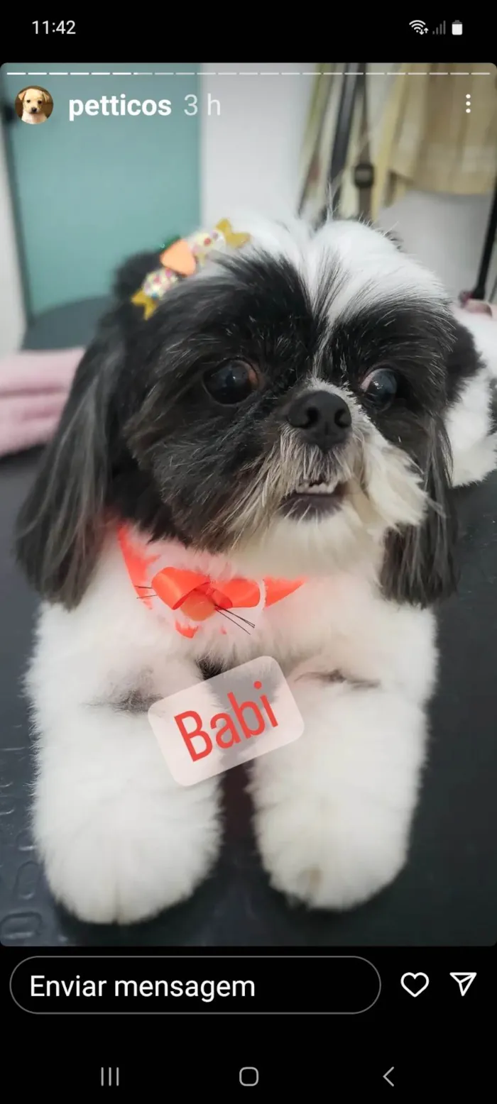 Cachorro ra a Shitzu  idade 6 ou mais anos nome Baby