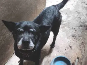 Cachorro raça SRD-ViraLata idade 6 ou mais anos nome Tandara